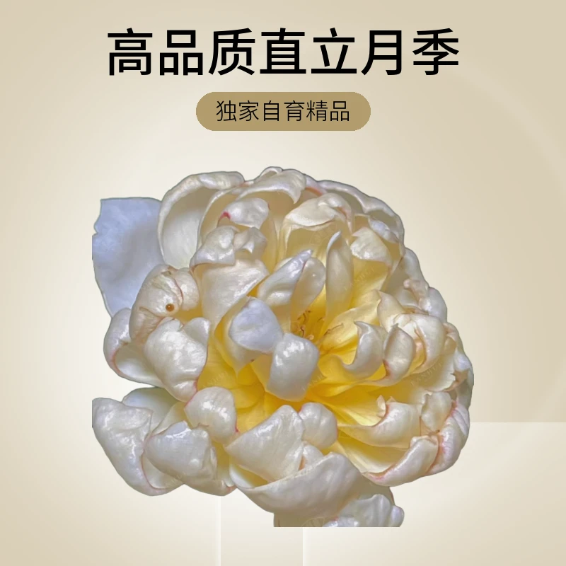 樊卉社【直播链接】德心源苗灌木浓香大花直立月季盆栽花卉玫瑰