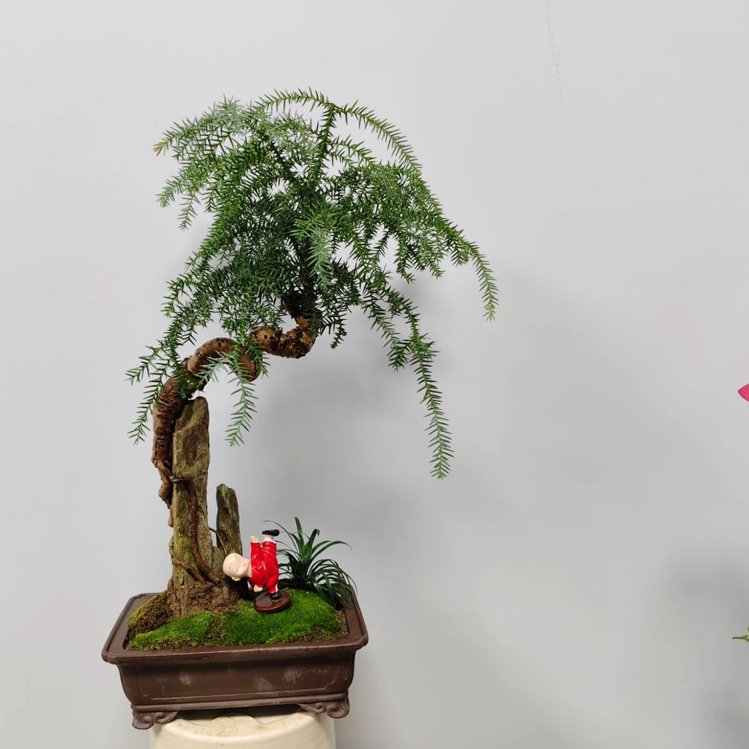 茶台室内桌面澳洲杉不老松盆景一物一拍抱石提根耐旱好养护罗汉松