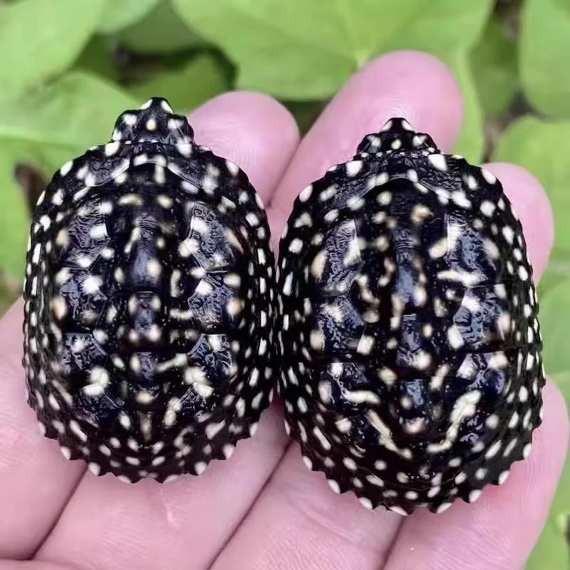 （直播间专用链接）斑点苗观赏龟龟