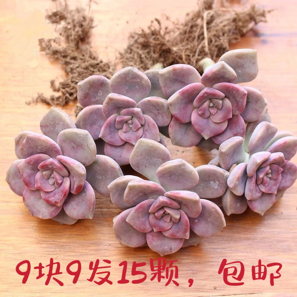 紫乐单头带根直径4-6厘米9块9发15颗