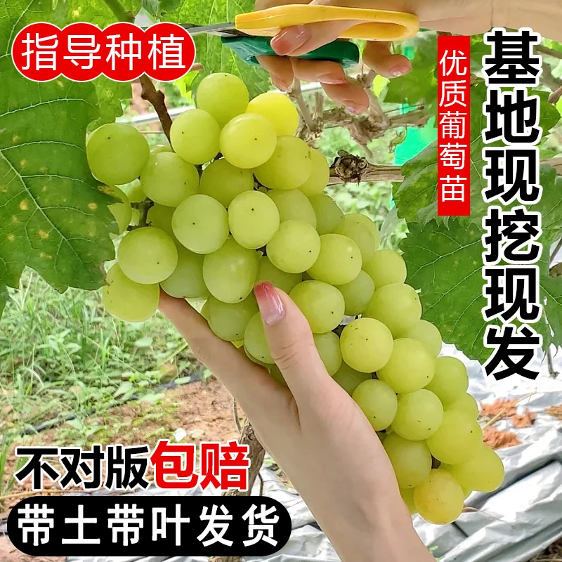 【原土原盆】葡萄树苗阳光玫瑰妮娜皇后蓝宝石无籽葡萄苗盆栽地栽