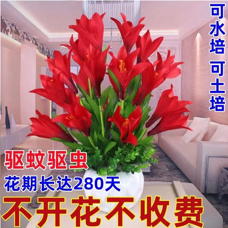 【四季开花】驱蚊虫懒人土养浓香盆栽绿植花卉大全阳台苗四季香水