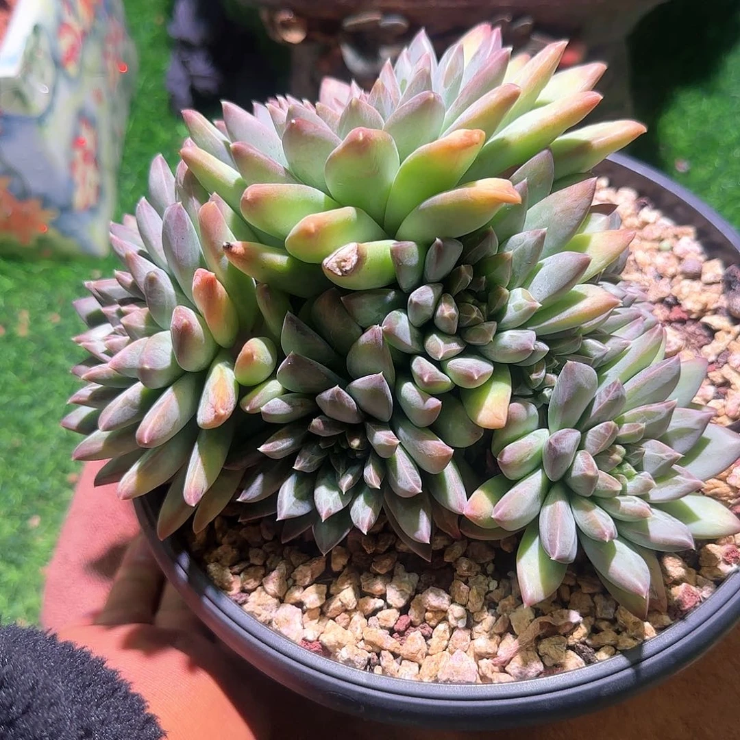 天*多肉植物一物一拍