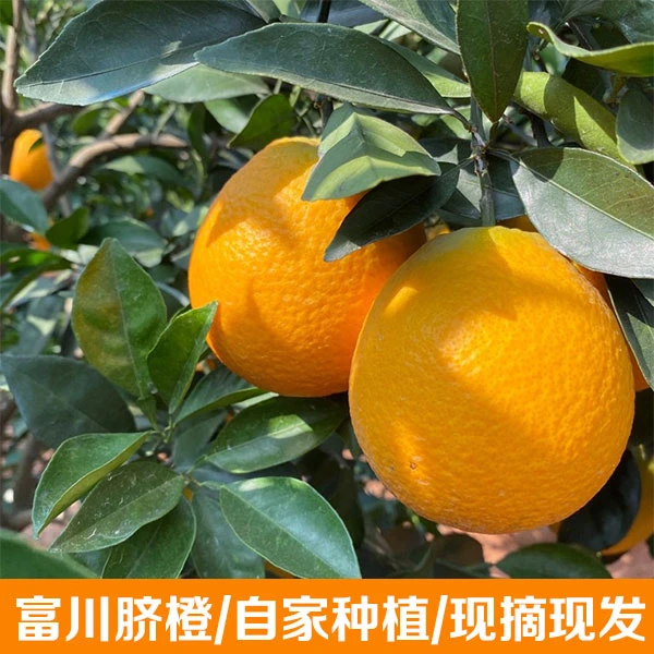 富川脐橙/自家种植/现摘现发