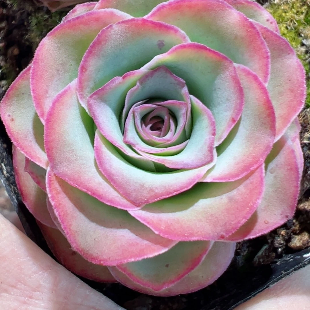 日耳曼精灵山地玫瑰3835