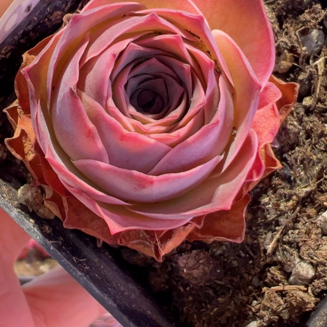 春**开魅影玫瑰山地玫瑰299