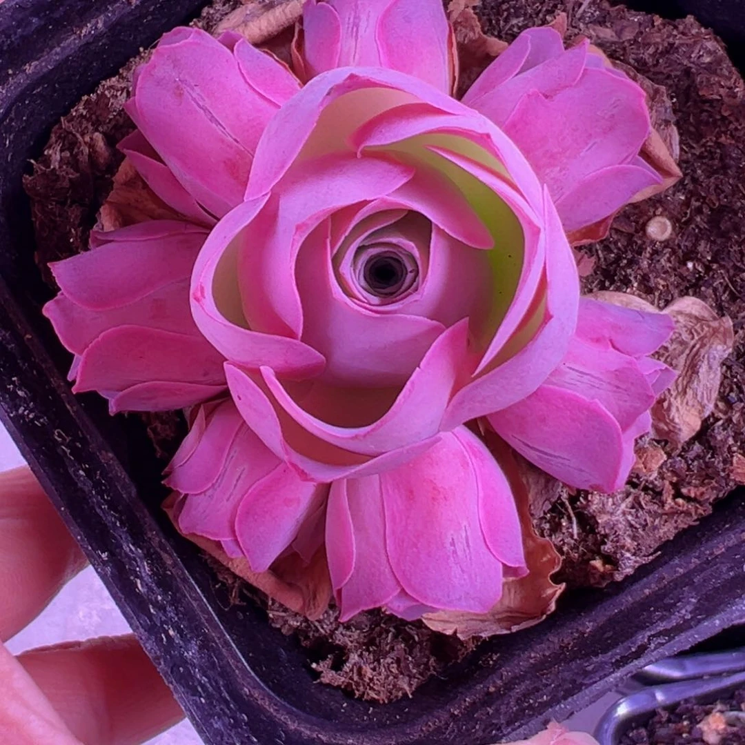 情澜玫瑰山地玫瑰396