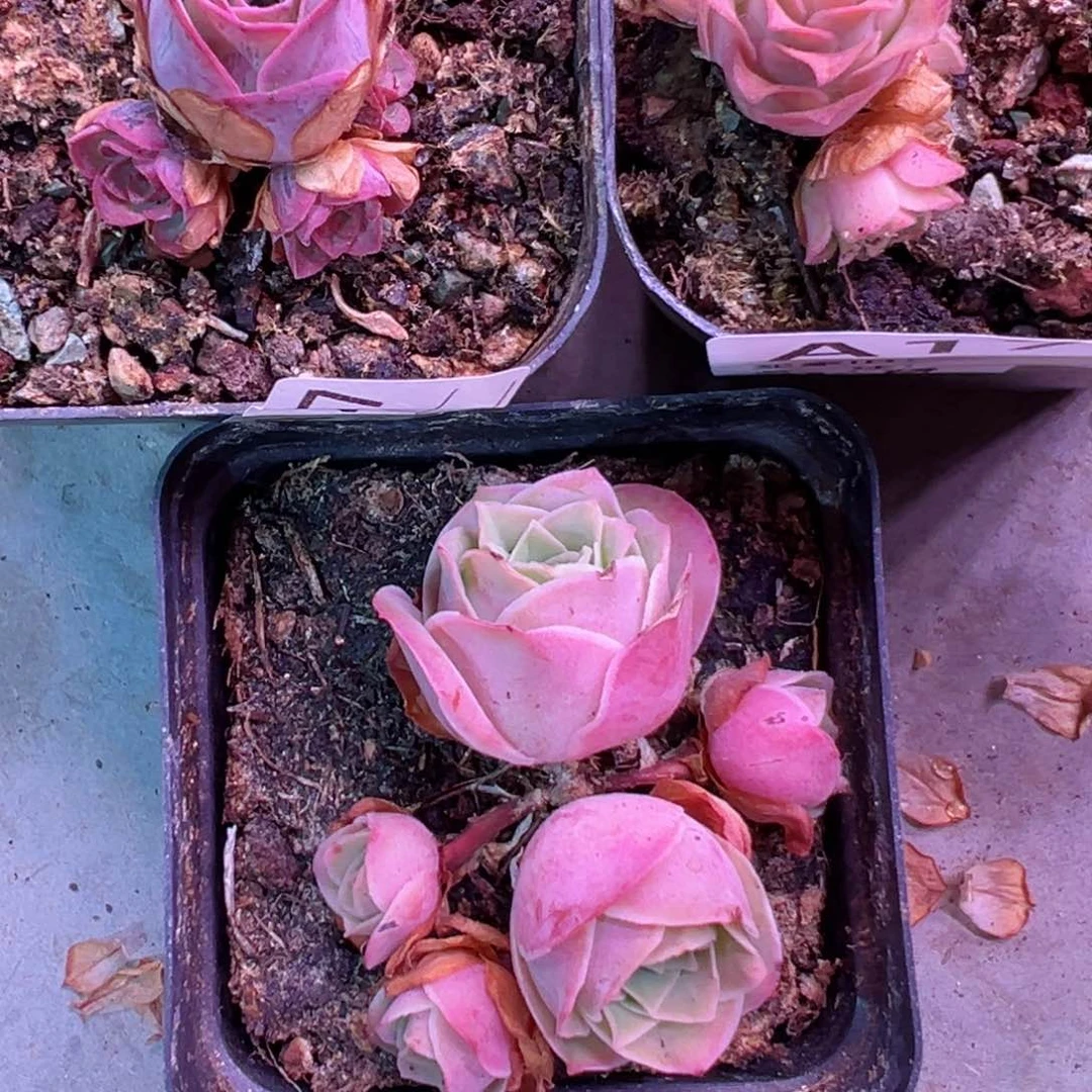 y****i玫瑰山地玫瑰三颗