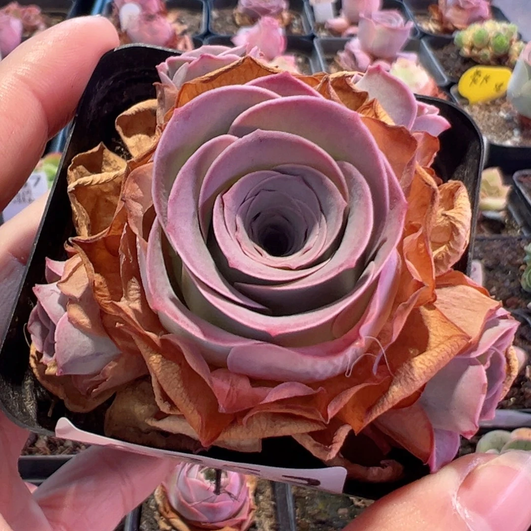 锦书玫瑰山地玫瑰353