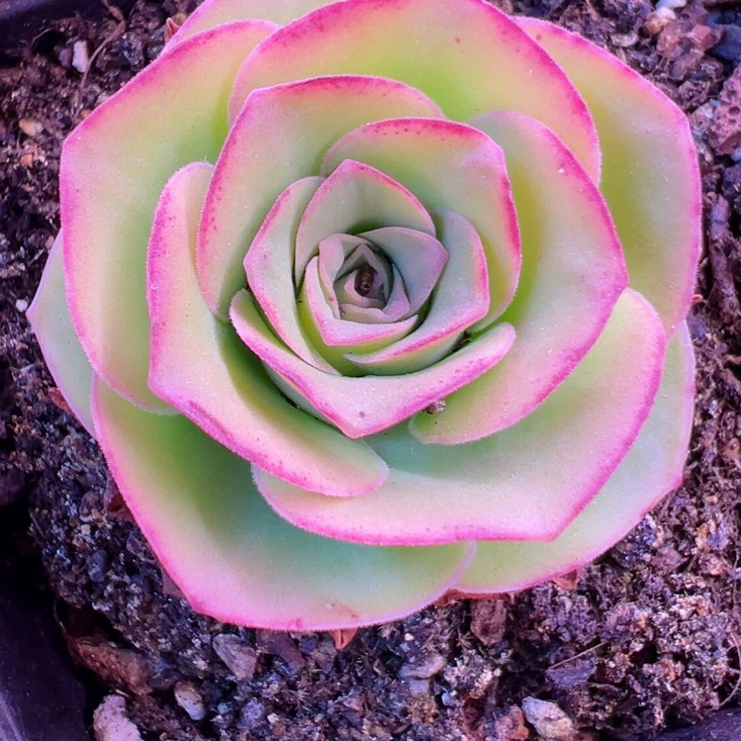 隔壁老王山地玫瑰3691