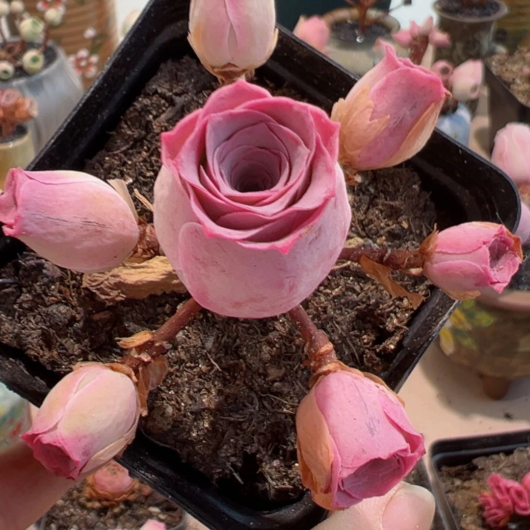 锦书玫瑰山地玫瑰3898