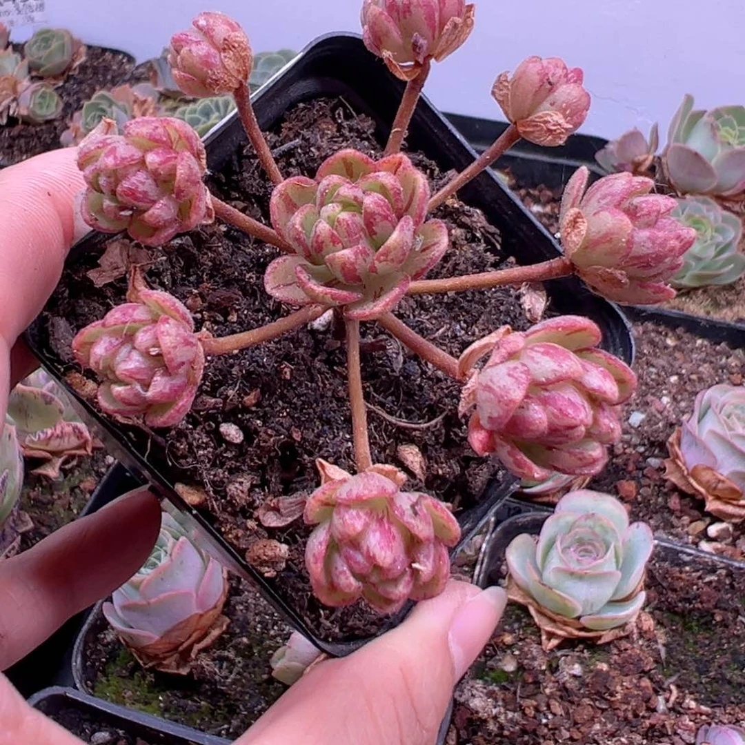 时光橄榄山地玫瑰220