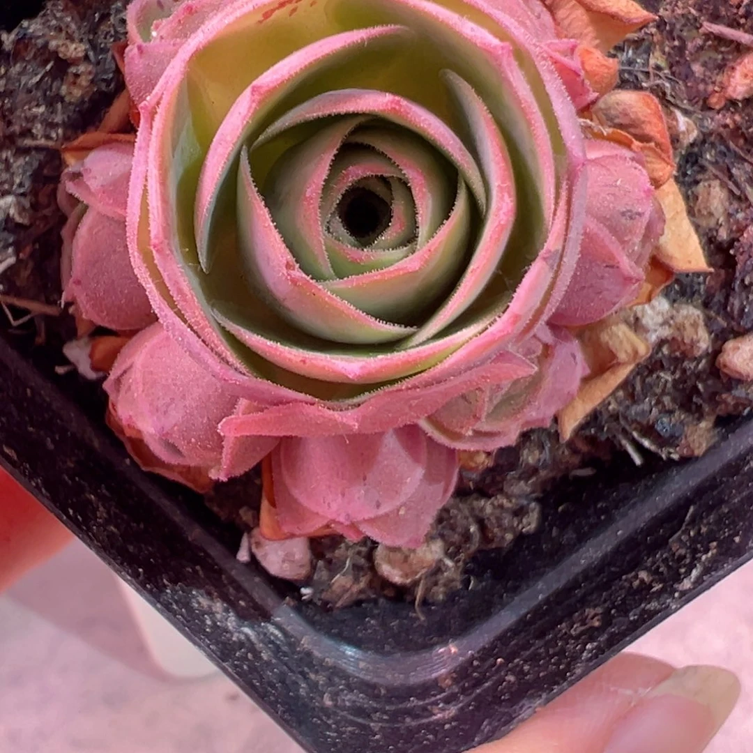 蜜语玫瑰山地玫瑰425