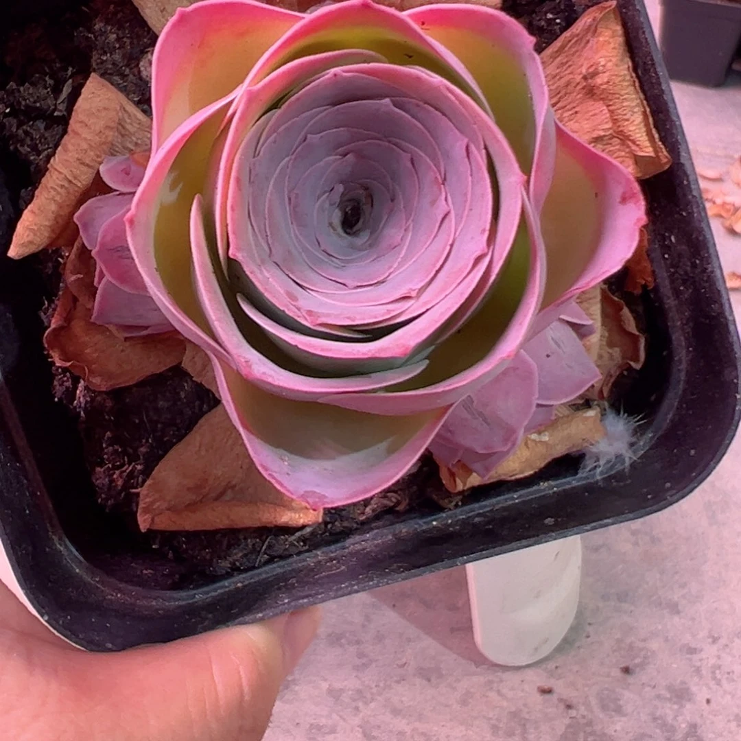 锦书玫瑰山地玫瑰424