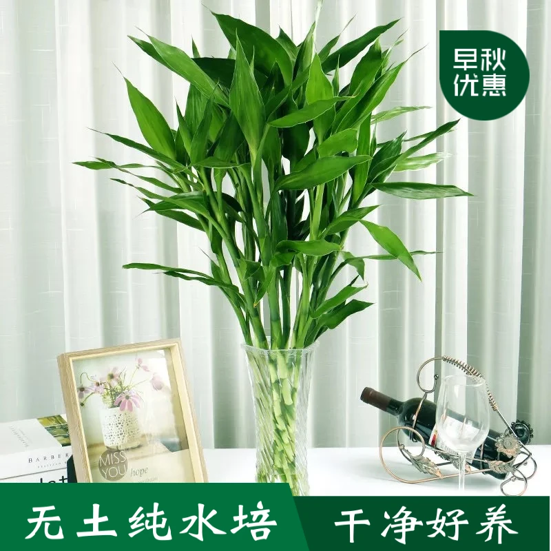 【拍一发二】栀子花正常养活开花室内花卉盆栽办公室客厅特大号绿植