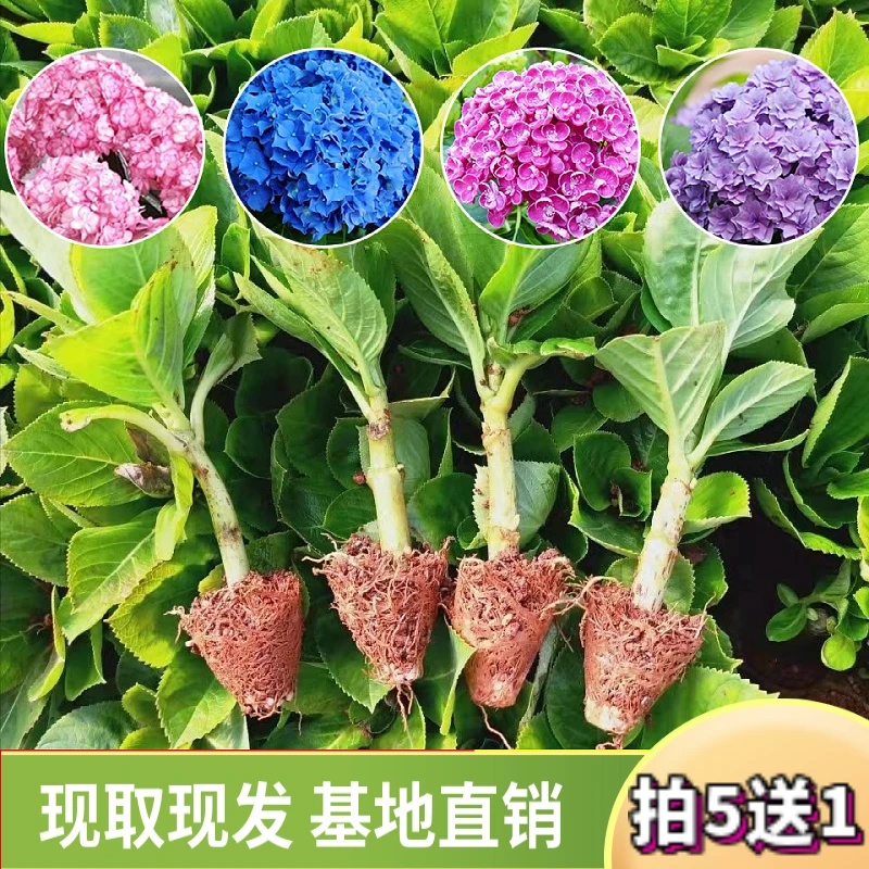 绣球花重瓣开花优质培育发货盆栽小苗栽植花园庭院养活云南基地发