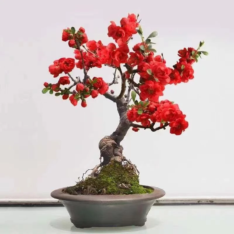 【一物一拍】挂果盆栽梅花海棠造型耐寒耐热好养富贵庭院造型美观