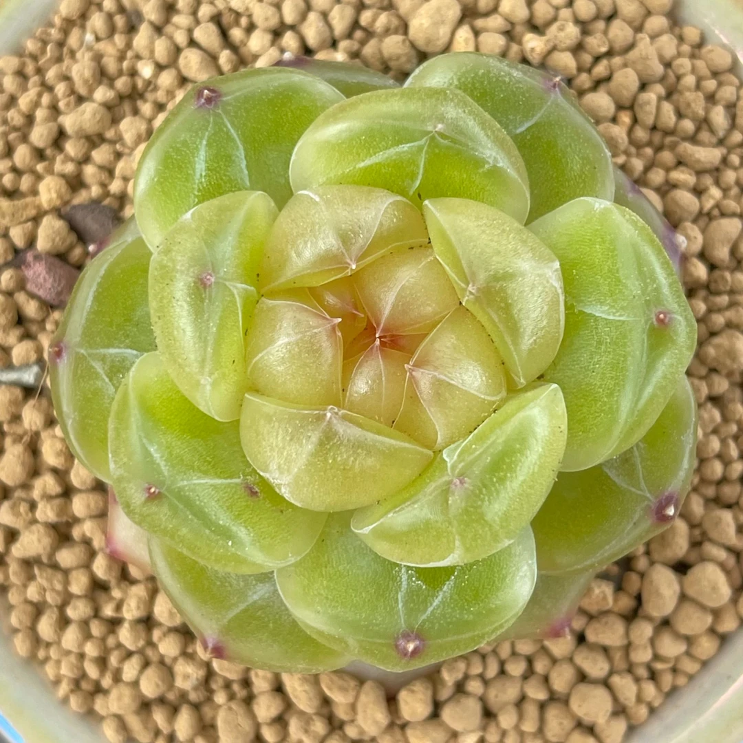 梦想家园艺0830精品多肉一物一拍芳草、竹、糖心、珍妮、冰玉504-515