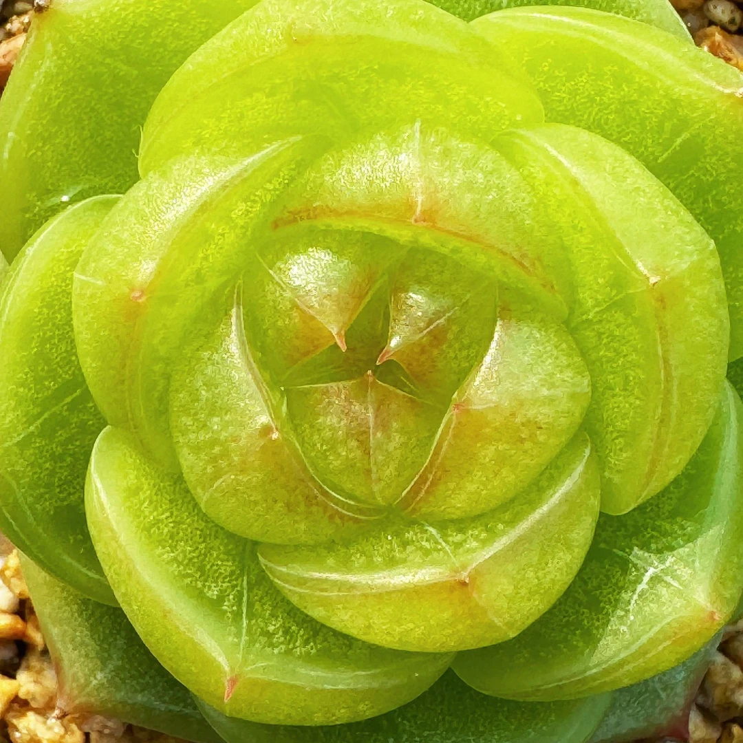 梦想家园艺1208精品多肉一物一拍芳草、竹、糖心、珍妮、冰玉024-035