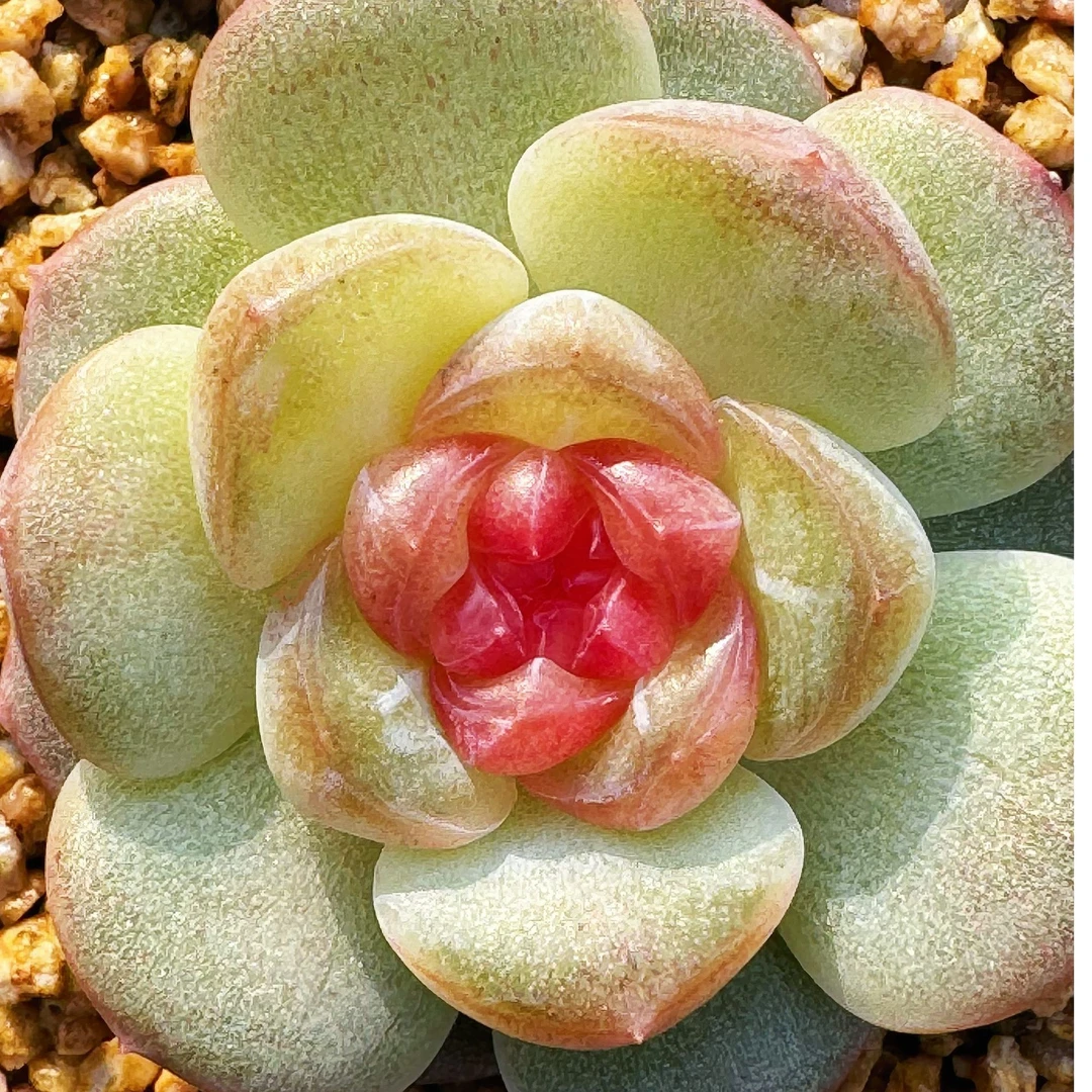 梦想家园艺1113精品多肉一物一拍芳草、竹、糖心、珍妮、冰玉252-263