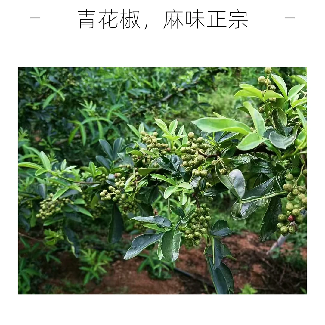 云南正宗九叶青花椒农家自种