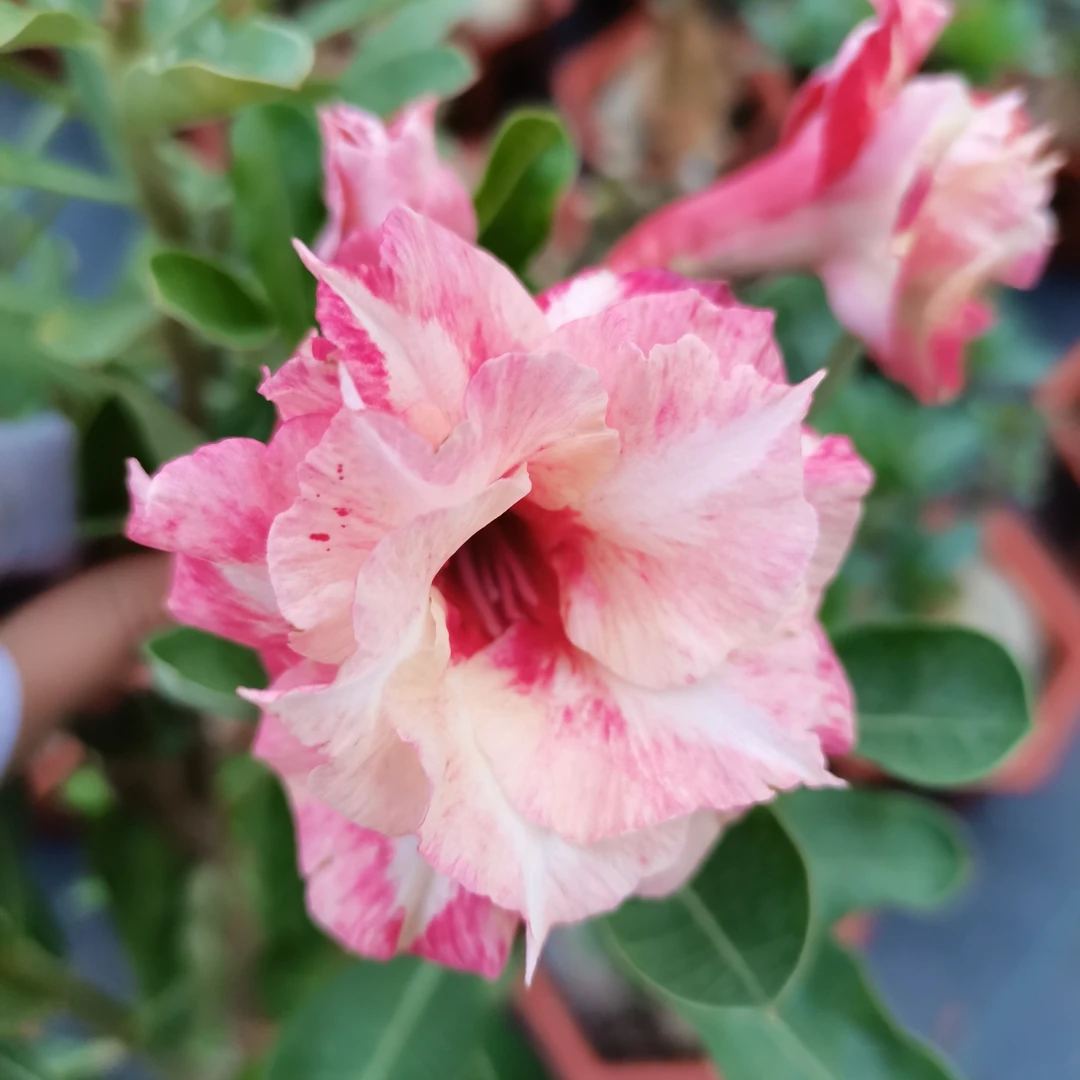 【02】沙漠玫瑰老桩精品夏季春季盆栽绿植阳台庭院植物耐旱花卉常绿