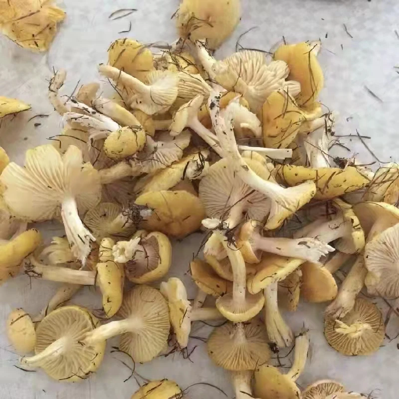 小黄蘑 东北自然晾晒野生小黄蘑 东北特产
