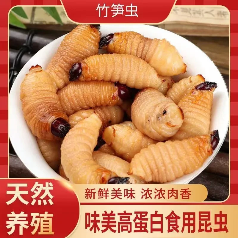 [店主推荐]竹虫鲜活虫活体椰子虫广东直发竹笋虫竹虫蛹批发市场