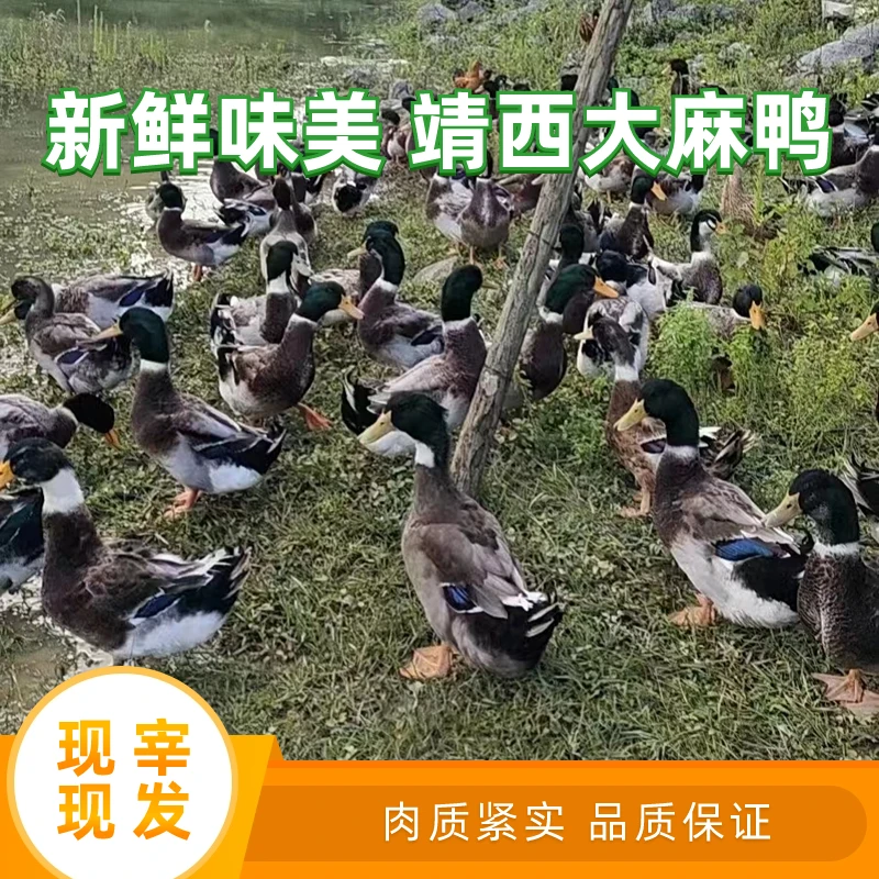 广西大麻鸭鸭肉生态鸭子生鲜肉新鲜宰杀发货3.8-10斤真空包装食用