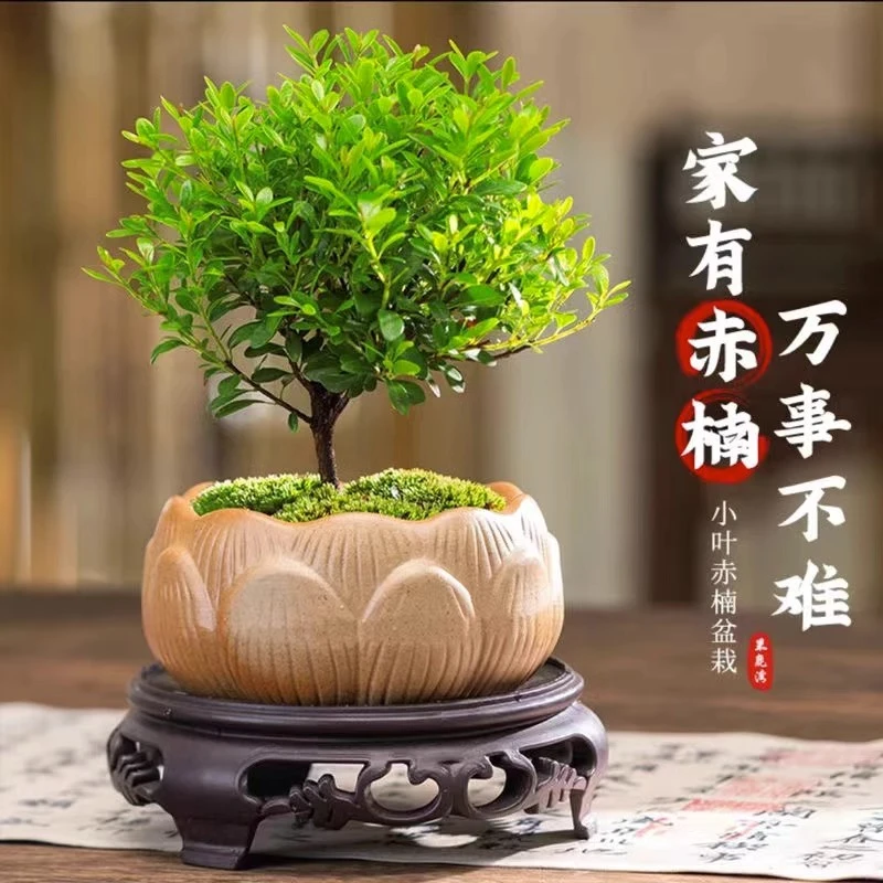 小叶赤楠盆栽老桩苗客厅办公室桌面耐阴植物四季常绿微景观盆景花