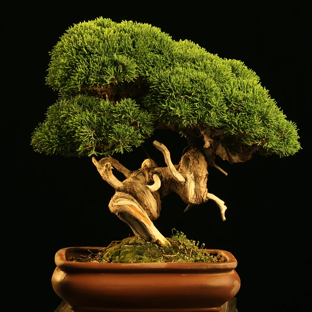 盆景基地直播促销