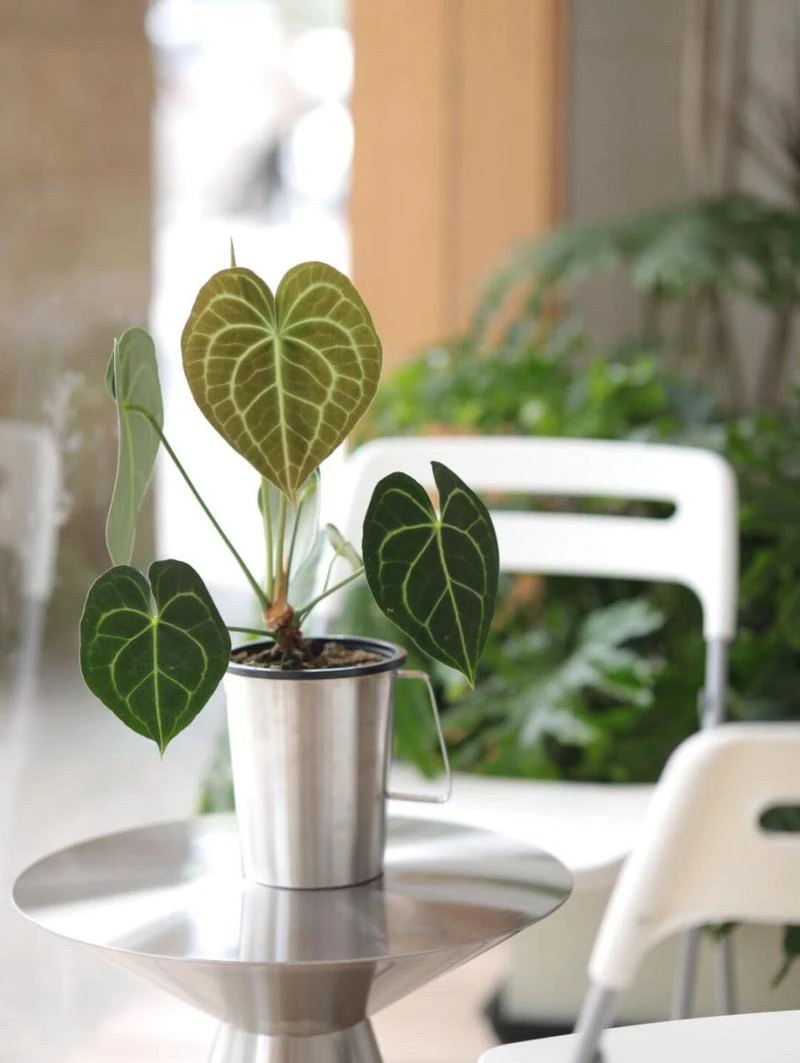 克莱恩花烛容易上手