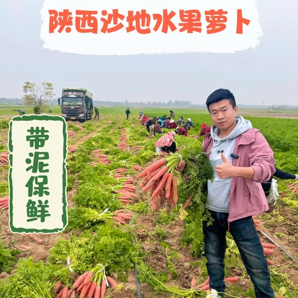 【24年新果】正宗陕西沙地水果萝卜脆嫩甜萝卜新鲜现挖非胡萝卜