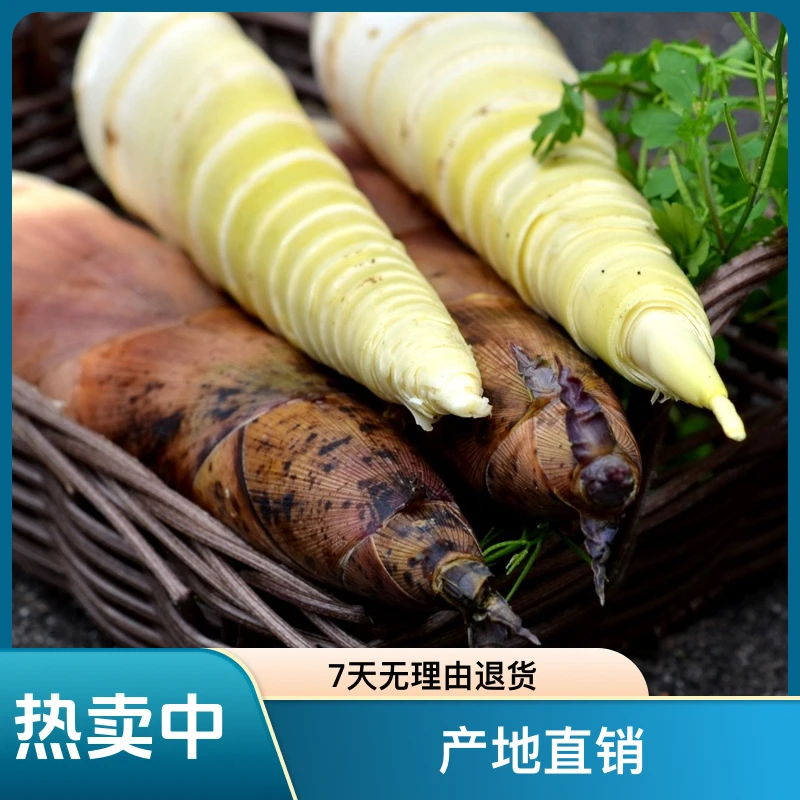 四川蒲江明月村新鲜现挖雷竹笋春笋冬笋特产产地直销