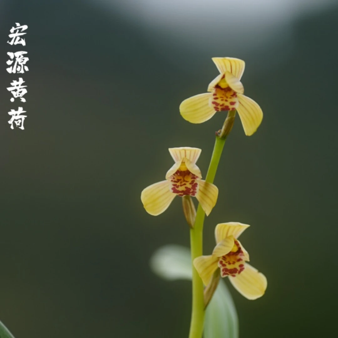 宏源黄荷墨兰黄花荷瓣品种