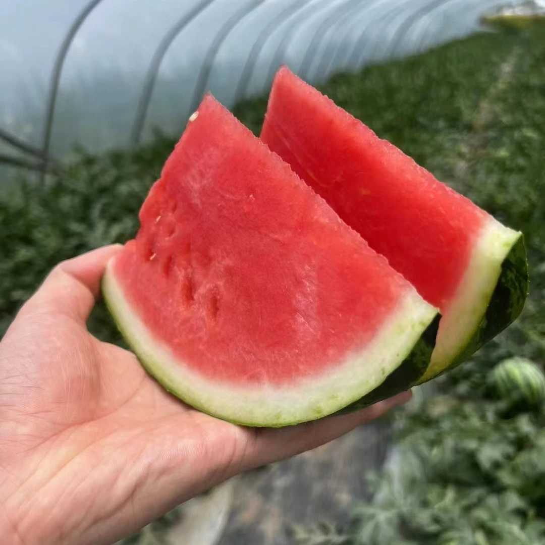 顺丰京东送货上门精品头茬奶油西瓜