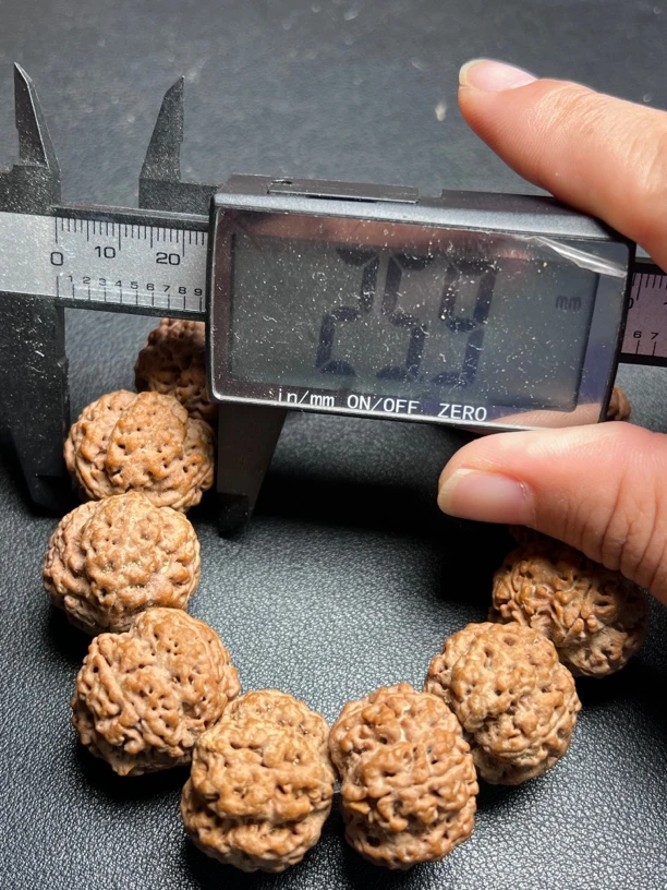 今年新籽尼泊尔金刚菩提25mm左右