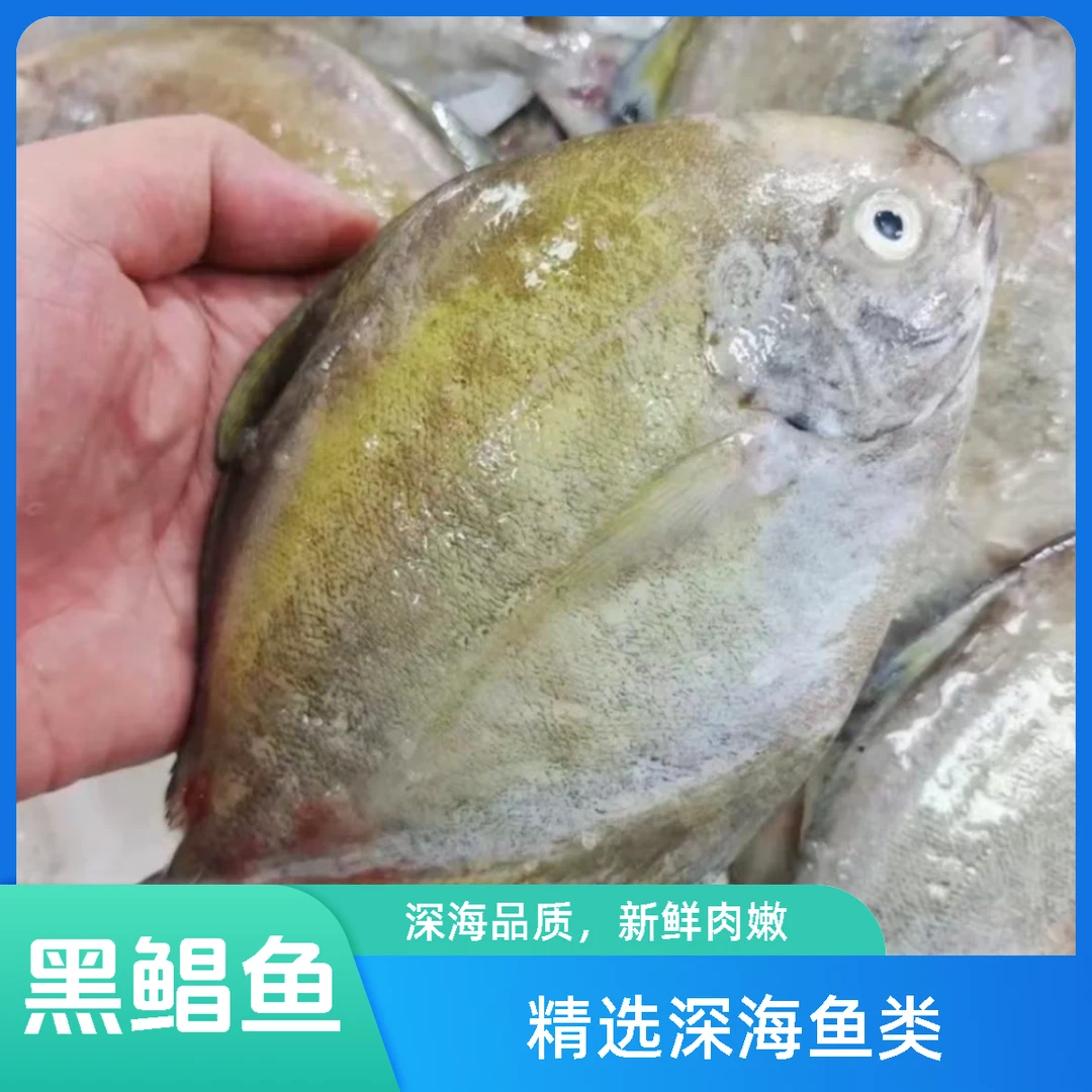 汕尾渔船海捕黑鲳鱼深海新鲜乌鲳鱼鲜活冷冻辅食肉鲳鱼金泰水产