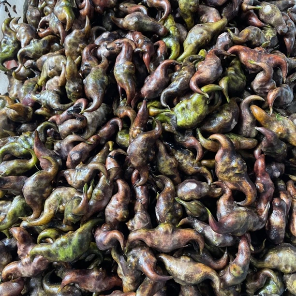 福建莆田老菱角新鲜水生蔬菜粉糯香甜现摘5斤包邮