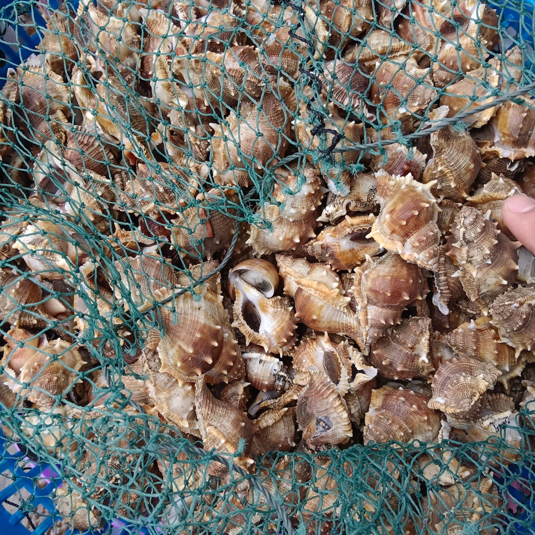 （粉丝福利）汕尾港野生 刺螺