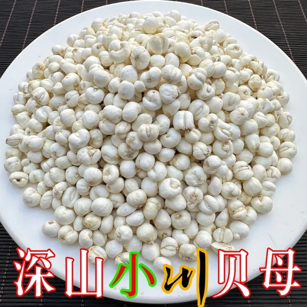 川贝母选小松贝母深山自然生长小贝母