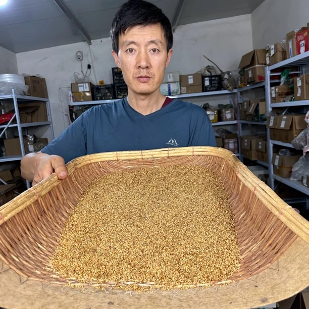 柏子仁 甘肃定西深山柏子仁无硫货 非人工种植柏子仁无硫货