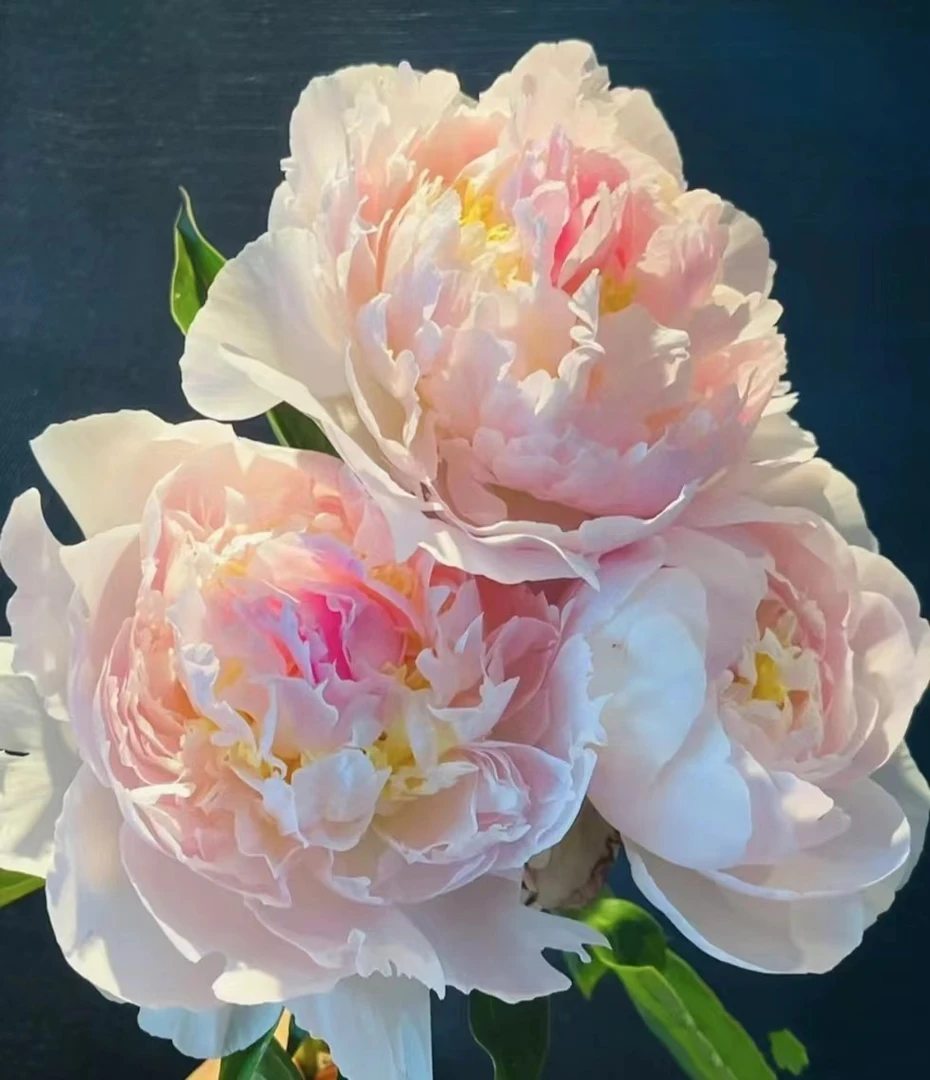 牡丹【玉观音】稀缺品种大苗 精品苗现挖现发