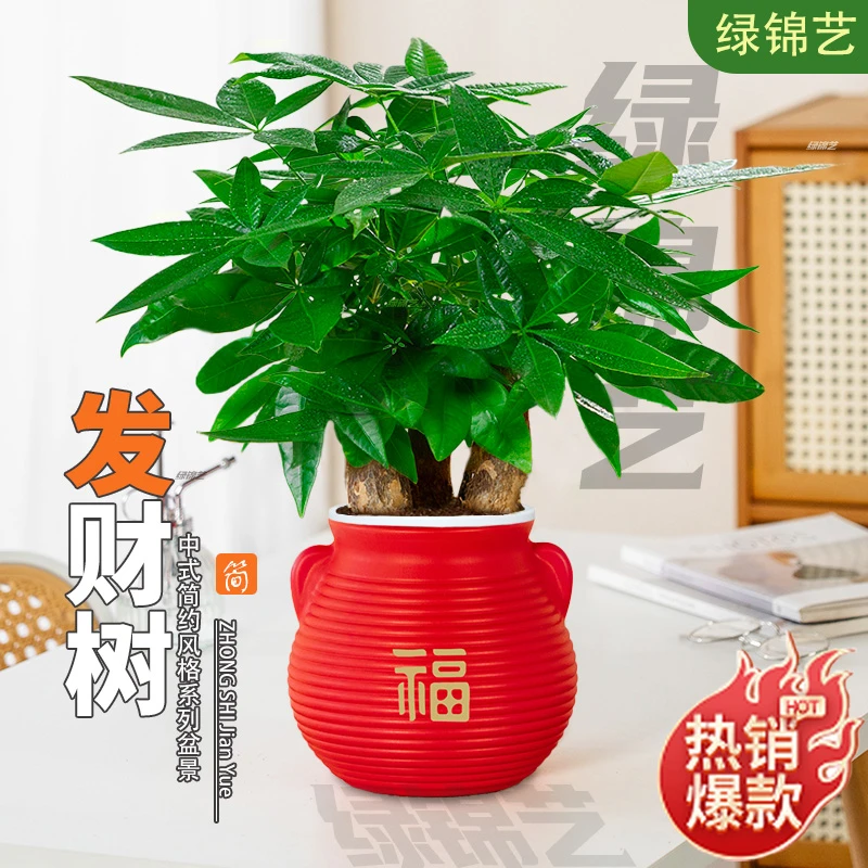发财树盆栽植物室内办公室好养绿植水培小盆栽客厅阳台四季常青美