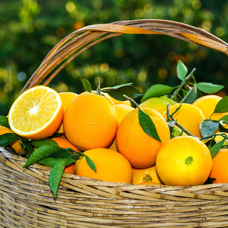 【新鲜采摘】净重4.5斤湖南高山纽荷尔脐橙酸甜多汁新鲜包邮应季