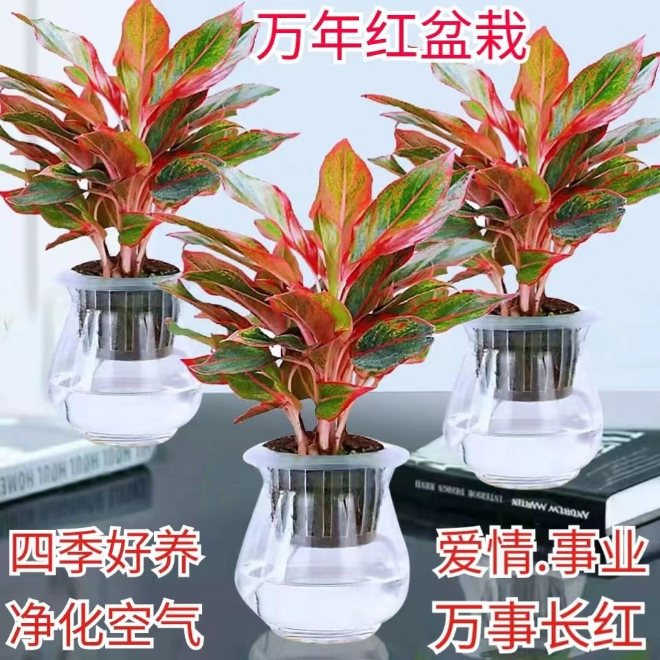 冰川玻璃瓶万年红水培绿植室内花卉盆栽卧室植物好养