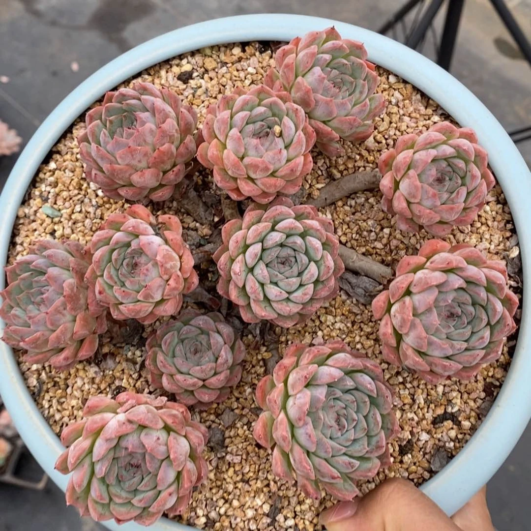 须尽欢手捧老桩包邮