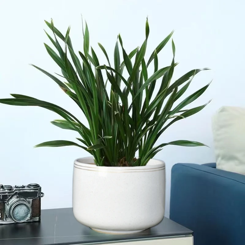 花盆陶瓷花盆特大号简约桌面种树大花盆带托盘多肉绿植