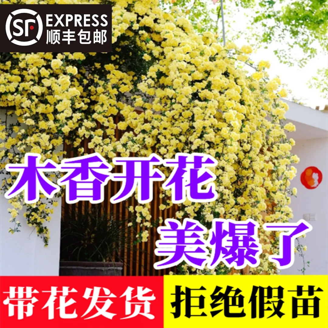 黄木香花苗爬藤植物庭院爬墙耐寒花卉浓香四季红木香藤本月季盆栽