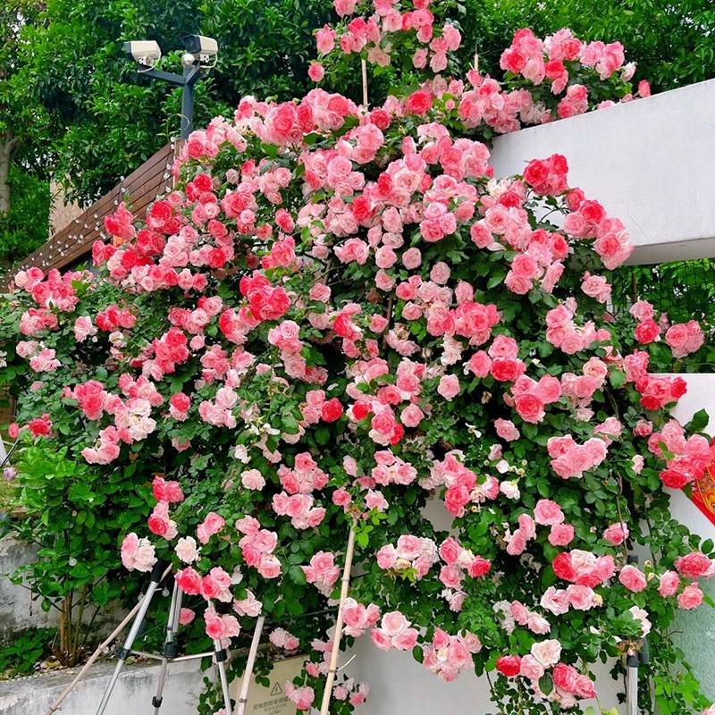 樱霞藤本月季花大苗四季阳台庭院爬藤爬墙花卉植物耐病耐热蔷薇苗